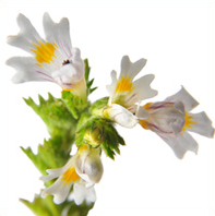 eyebright
