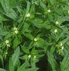 lithospermum