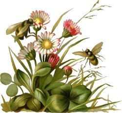 summer_flowers