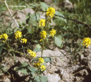 mustard-plant