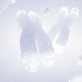 Scientific drawing of chromosomes, showing telomeres on the ends.