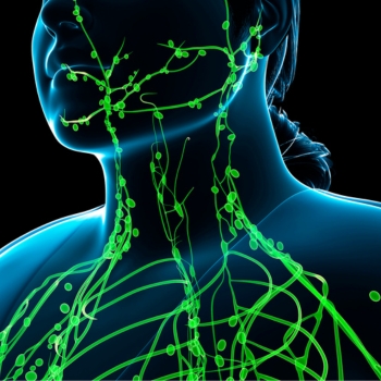 lymph nodes
